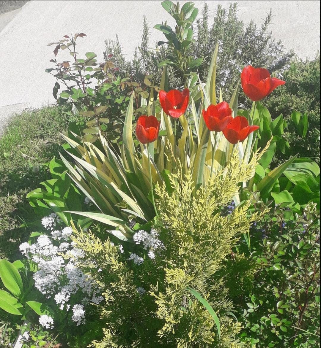Kuca Za Odmor Zicanka Kraljevo Exterior foto